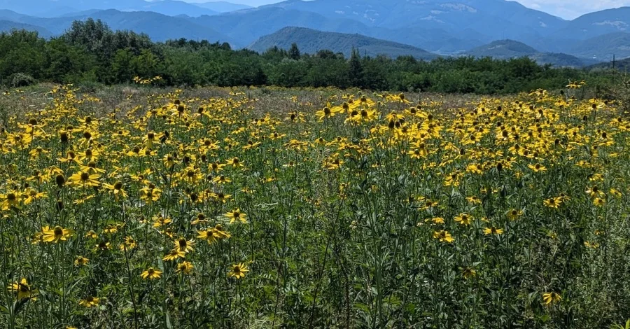 Plantele invazive din Carpați: o amenințare pentru biodiversitatea nativă