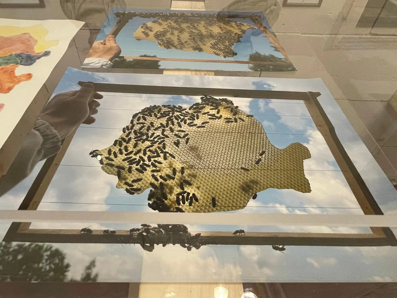 Mircea Cantor, expoziție la Palazzo Altemps din Roma